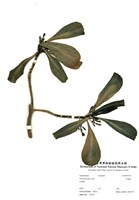 藏品(草海桐)的圖片